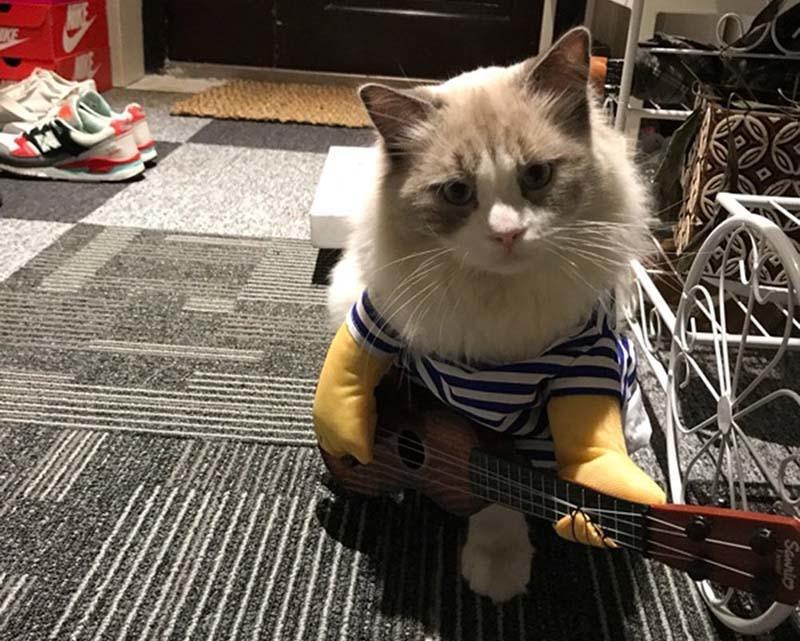 Funny Guitarist Costumes For Dogs & Cats